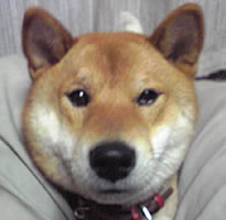 ブン太君
